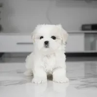 Stella, a female Maltese for sale in Los Angeles, CA – Photo 4 of 4