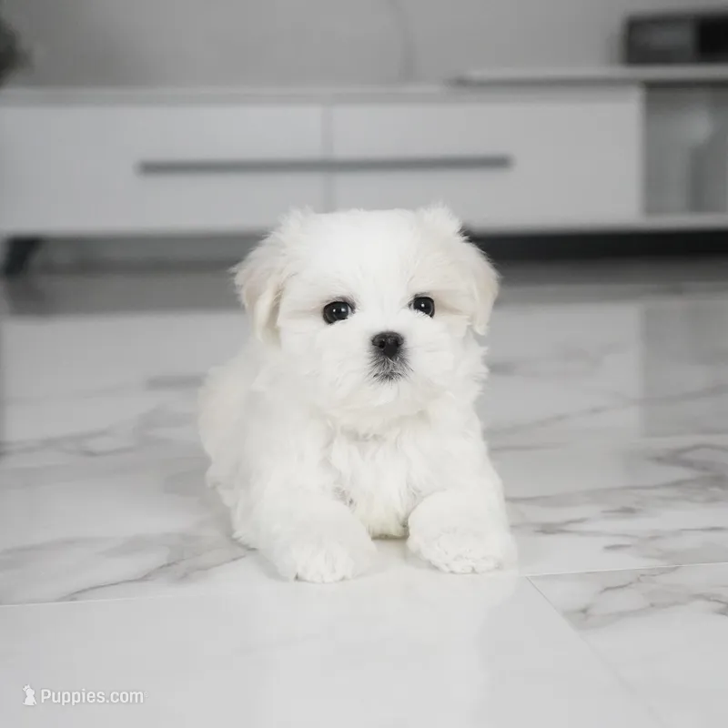 Stella – Maltese puppy for sale in Los Angeles, CA
