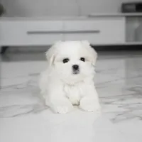 Stella, a female Maltese for sale in Los Angeles, CA – Photo 1 of 4