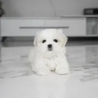 Stella, a female Maltese for sale in Los Angeles, CA – Photo 3 of 4