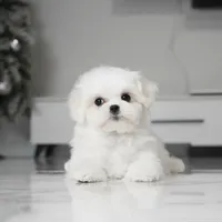 Max, a male Maltese for sale in Los Angeles, CA – Photo 4 of 4