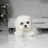 Max, a male Maltese for sale in Los Angeles, CA – Photo 2 of 4