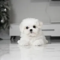 Max, a male Maltese for sale in Los Angeles, CA – Photo 3 of 4