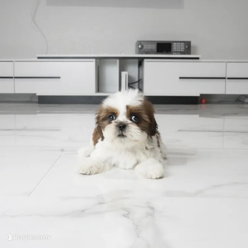 Cleo – Shih Tzu puppy for sale in Los Angeles, CA