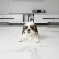 Cleo, a female Shih Tzu for sale in Los Angeles, CA – 1 of 4