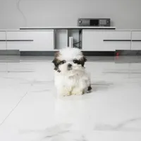 Teacup Charlie, a male Shih Tzu for sale in Los Angeles, CA – 2 of 5