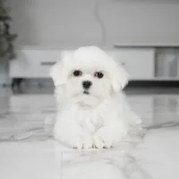 Louie, a male Maltese for sale in Los Angeles, CA – Photo 2 of 2