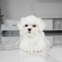 Louie, a male Maltese for sale in Los Angeles, CA – Photo 1 of 2