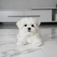 Micro, a male Maltese for sale in Los Angeles, CA – 4 of 7