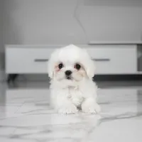 Charlie, a male Maltese for sale in Los Angeles, CA – 2 of 2