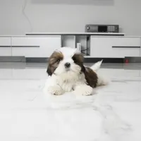 Cici, a female Shih Tzu for sale in Los Angeles, CA – 4 of 4