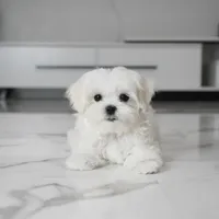 Micro, a male Maltese for sale in Los Angeles, CA – 5 of 7