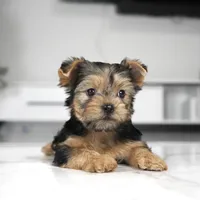 Teddy, a male Yorkshire Terrier for sale in Los Angeles, CA – Photo 3 of 3