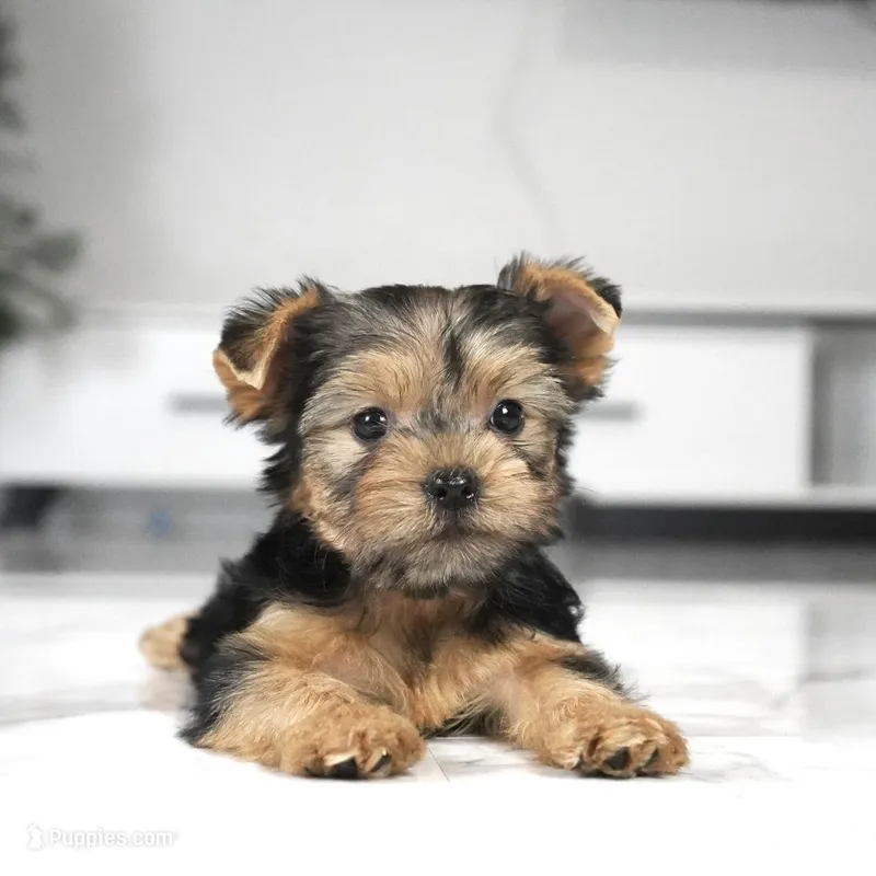 Teddy – Yorkshire Terrier puppy for sale in Los Angeles, CA