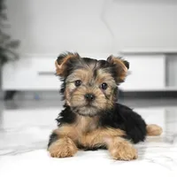 Teddy, a male Yorkshire Terrier for sale in Los Angeles, CA – Photo 2 of 3