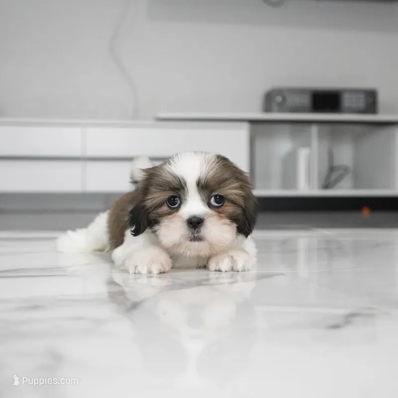 Luna – Shih Tzu puppy for sale in Los Angeles, CA