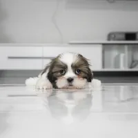 Luna, a female Shih Tzu for sale in Los Angeles, CA – Photo 2 of 2