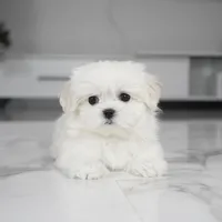 Simba, a male Maltese for sale in Los Angeles, CA – Photo 2 of 6