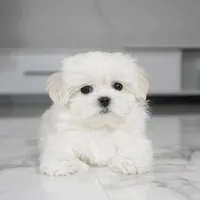 Simba, a male Maltese for sale in Los Angeles, CA – Photo 4 of 6