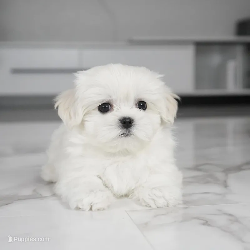 Simba – Maltese puppy for sale in Los Angeles, CA