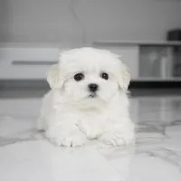 Simba, a male Maltese for sale in Los Angeles, CA – Photo 6 of 6
