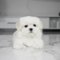 Simba, a male Maltese for sale in Los Angeles, CA – Photo 5 of 6