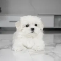 Simba, a male Maltese for sale in Los Angeles, CA – Photo 3 of 6