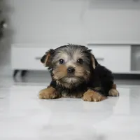 Lucky, a male Yorkshire Terrier for sale in Los Angeles, CA – 5 of 6