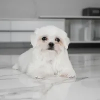 Teddy, a male Maltese for sale in Los Angeles, CA – Photo 2 of 2