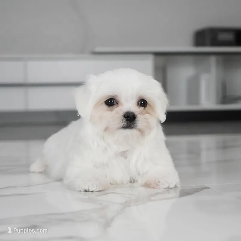 Teddy – Maltese puppy for sale in Los Angeles, CA