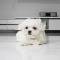 Toby, a male Maltese for sale in Los Angeles, CA – 3 of 4