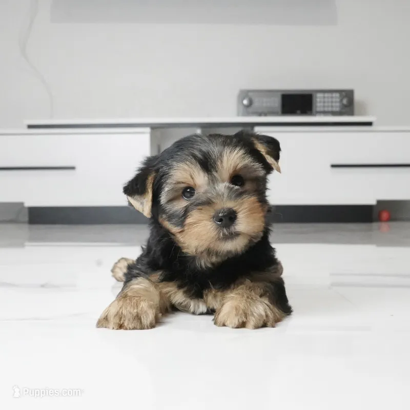 Ace – Yorkshire Terrier puppy for sale in Los Angeles, CA