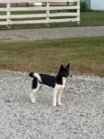Finnley, a female American Eskimo and Shiba Inu for sale in Arcola, IL – 4 of 6