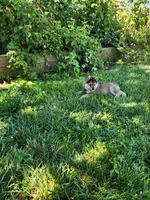 Foster, a male American Eskimo and Shiba Inu for sale in Arcola, IL – 9 of 10
