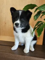 Finnley, a female American Eskimo and Shiba Inu for sale in Arcola, IL – 7 of 10