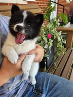 Fern, a female American Eskimo and Shiba Inu for sale in Arcola, IL – 9 of 10
