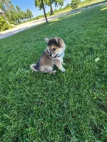 Foster, a male American Eskimo and Shiba Inu for sale in Arcola, IL – 6 of 10