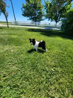 Finnley, a female American Eskimo and Shiba Inu for sale in Arcola, IL – 9 of 10
