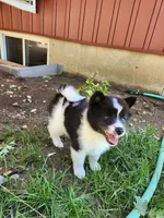 Fern, a female American Eskimo and Shiba Inu for sale in Arcola, IL – 4 of 10