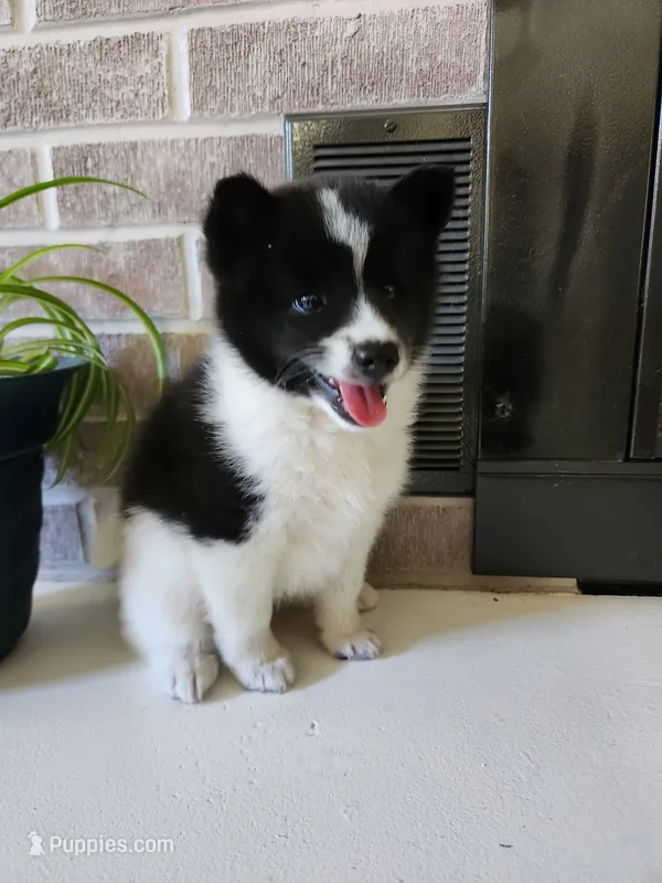 Fern – American Eskimo, Shiba Inu puppy for sale in Arcola, IL