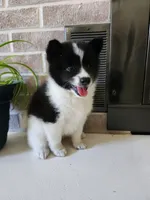 Fern, a female American Eskimo and Shiba Inu for sale in Arcola, IL – 1 of 10