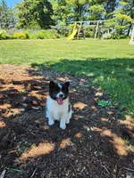 Fern, a female American Eskimo and Shiba Inu for sale in Arcola, IL – 6 of 10