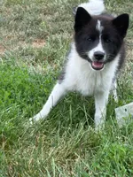 Fern, a female American Eskimo and Shiba Inu for sale in Arcola, IL – 6 of 7