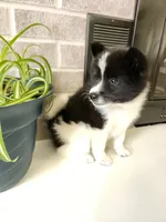 Fern, a female American Eskimo and Shiba Inu for sale in Arcola, IL – 2 of 10