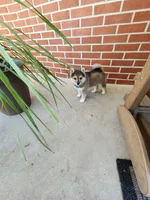 Foster, a male American Eskimo and Shiba Inu for sale in Arcola, IL – 3 of 10