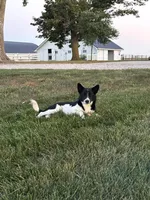 Finnley, a female American Eskimo and Shiba Inu for sale in Arcola, IL – 6 of 6