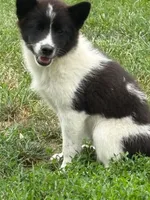 Fern, a female American Eskimo and Shiba Inu for sale in Arcola, IL – 4 of 7