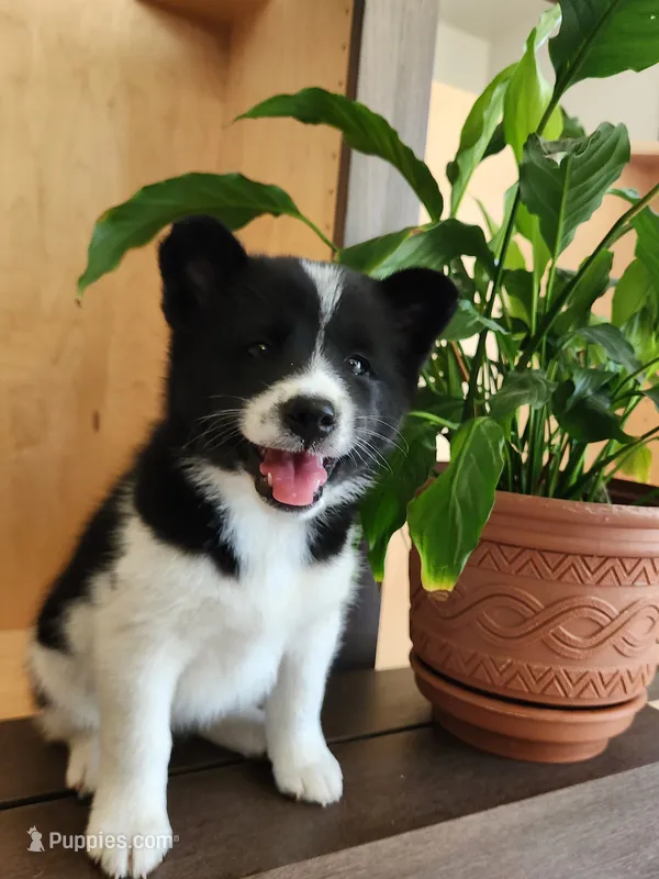 Finnley – American Eskimo, Shiba Inu puppy for sale in Arcola, IL