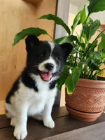 Finnley, a female American Eskimo and Shiba Inu for sale in Arcola, IL – 1 of 10