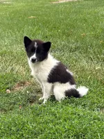 Fern, a female American Eskimo and Shiba Inu for sale in Arcola, IL – 5 of 7